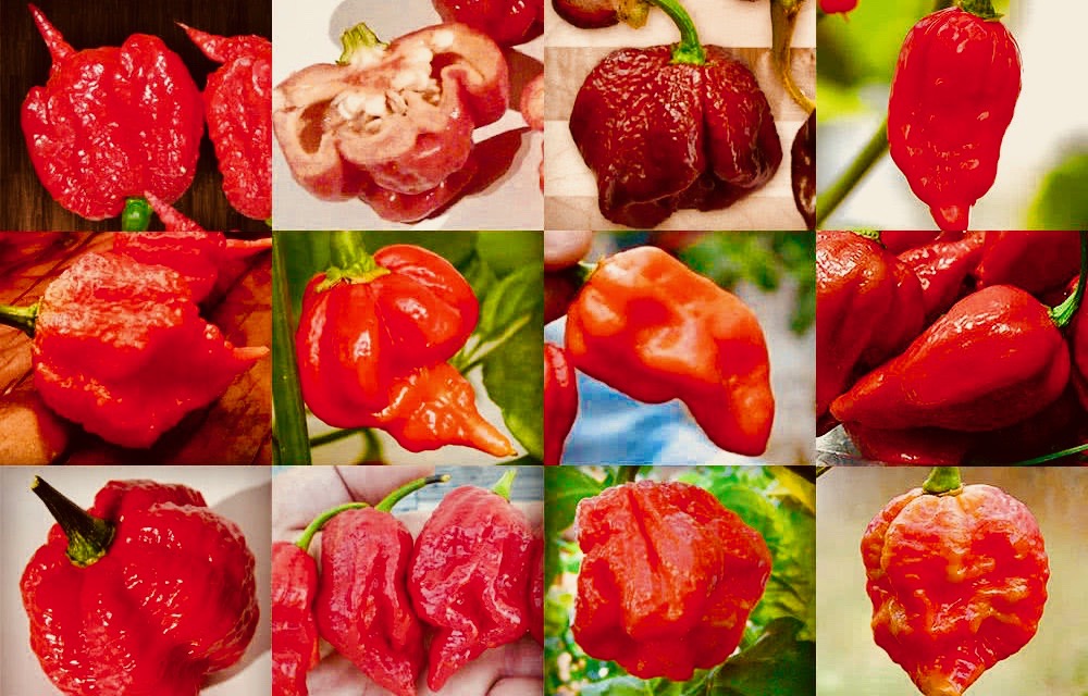 12-Hottest-Peppers-1000x640 2.jpg