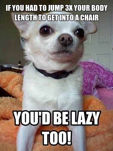 30-Best-Funny-Animal-Memes-of-all-times-1-Funny-memes-Animals