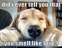 3ded1b3c78af51ef911f64af1a34a69b--dog-smells-golden-retrievers
