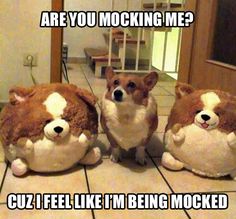 aeecabc3d3ba18fc9239179cdecc9013--so-funny-funny-dogs.jpg