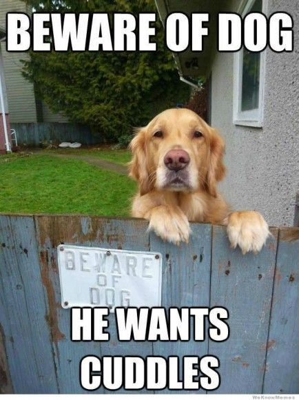 Beware-Of-Dog-He-Wants-Cuddles-Funny-Dog-Meme-Picture
