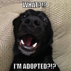 c7b40941c4698a693616eafcac4a100d--the-talk-pet-humor.jpg