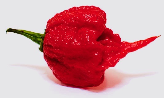 Carolina-Reaper-Pepper 2.jpg