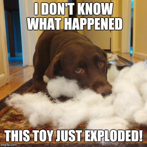 cutest+lab+meme.jpg