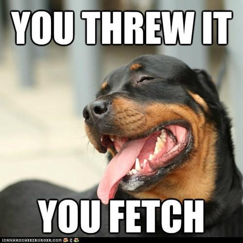 funny-dog-photo-with-caption-rottweiler-you-threw-it-you-fetch-it.jpg