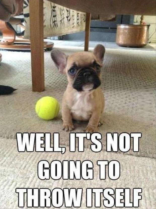funny-dog-wants-to-play-pictures.jpg