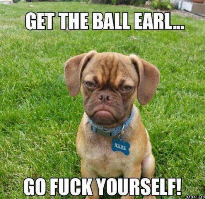 Get-the-ball-earl---funny-dog-meme.jpg