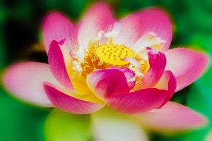 Lotus-1-300x200 2.jpg