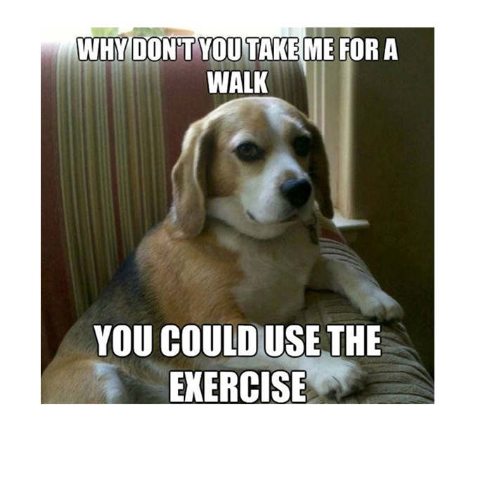 why-dont-you-take-me-for-a-walk-you-could-use-the-exercise-dog-meme.jpg