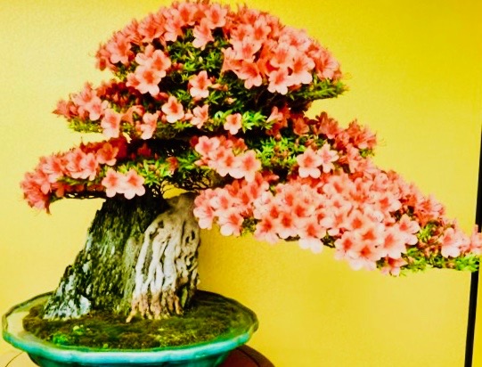 01-flowering-bonsai 3