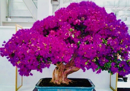 02-Bougainvillea-bonsai-lorna-toledo 2