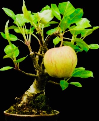 07-apple-bonsai 2