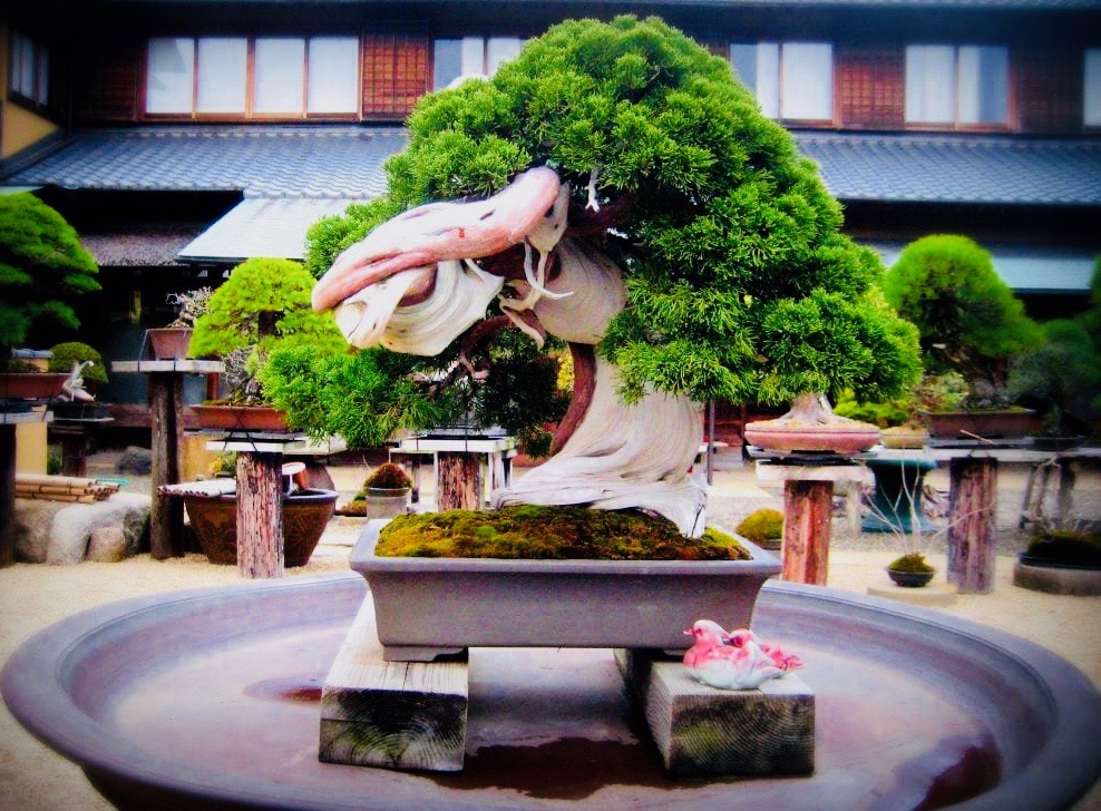 800-Year-Old-Bonsai-Tree-at-Shunkaen-1024x768 2