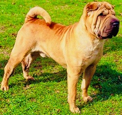 Chinese Shar Pei