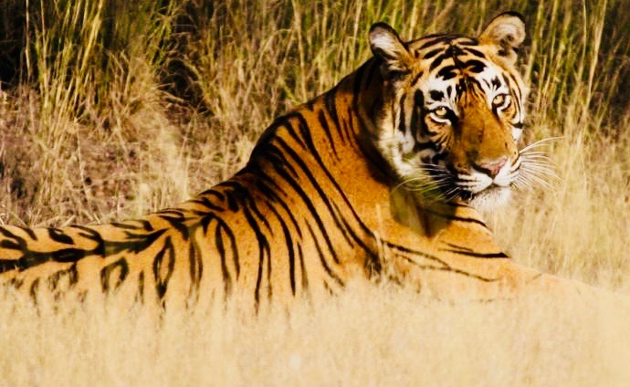 Reclining_Tiger_Ranthambore_National_Park 2