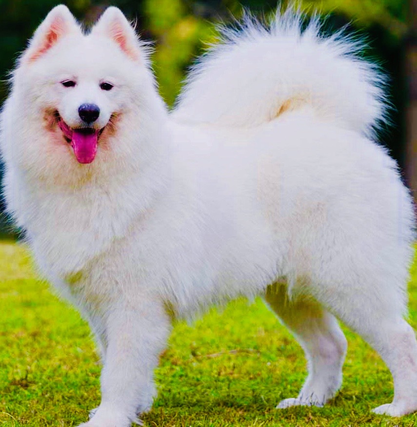 Samoyed-1-e1534278656230