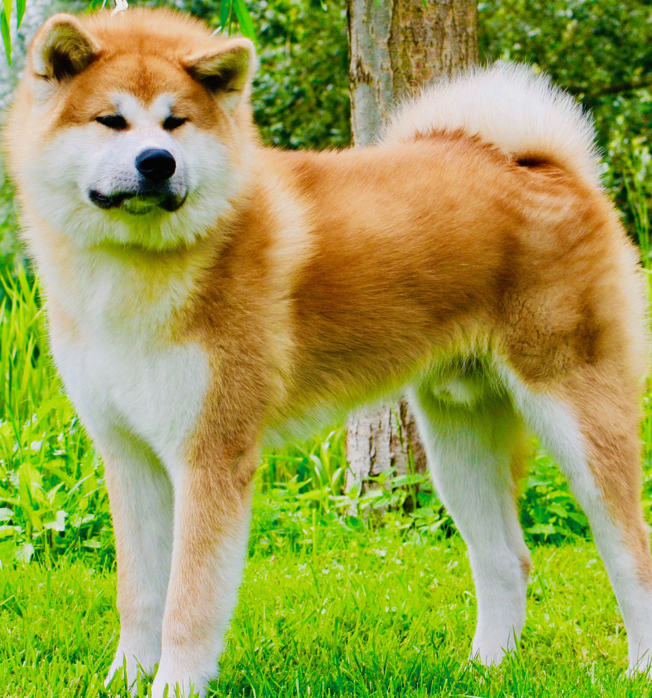 akita