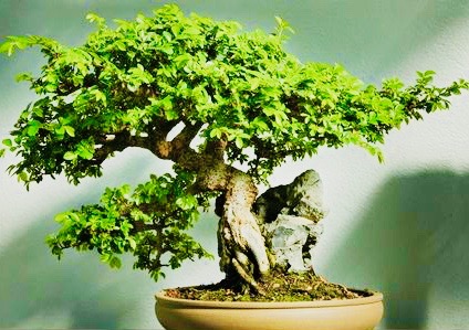 chinese_elm_bonsai_tree 2