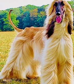com.saubcy.games.puzzle.Dog.Afghan_Hound.gm