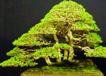 Pinus-Silvestris-Stefano-Frisoni 2