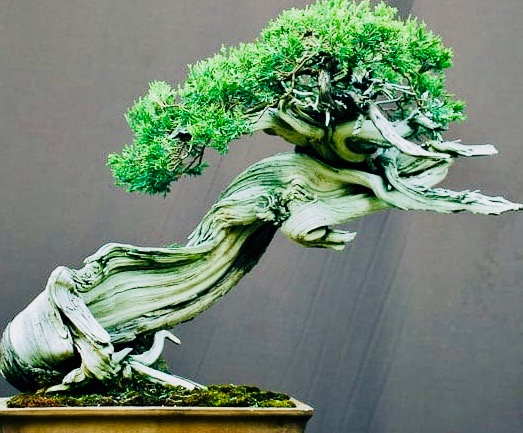 Rocky-Mountain-Juniper-by-Walter-Pall 2