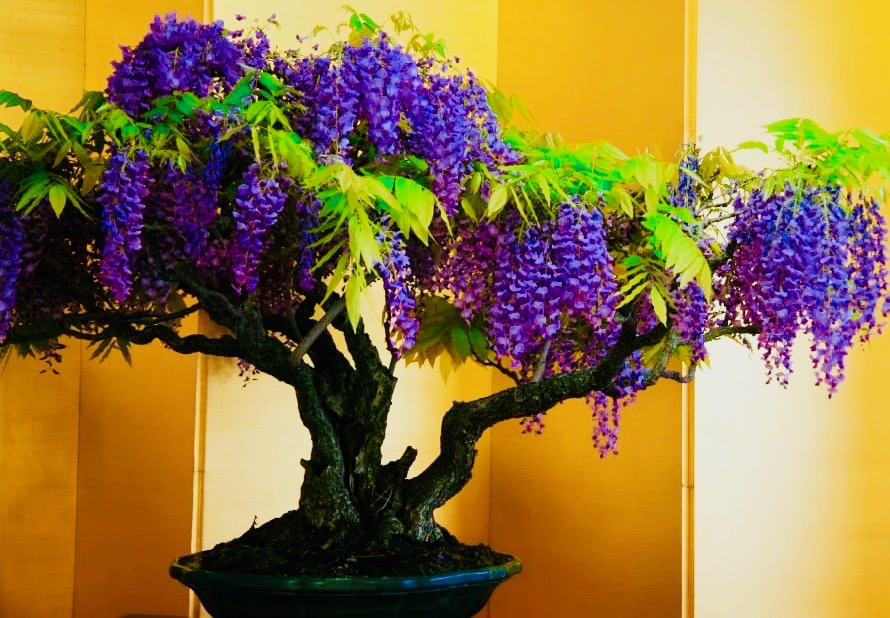 wisteria-bonsai-tree-1024x683 2