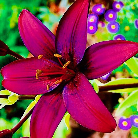 Lily-Dimensi 2