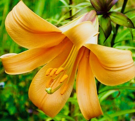 Lily-Trumpet-African 2