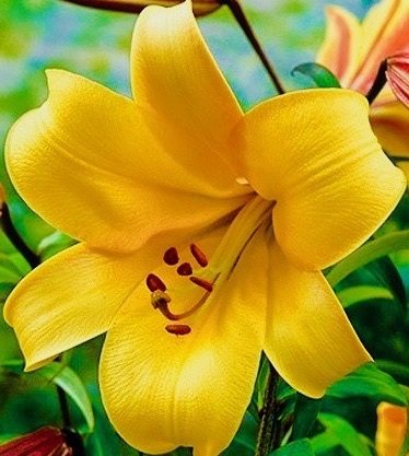 Lily-Trumpet-Golden-Splendour 2