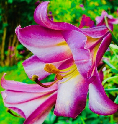 Lily-Trumpet-Pink-Perfection 2