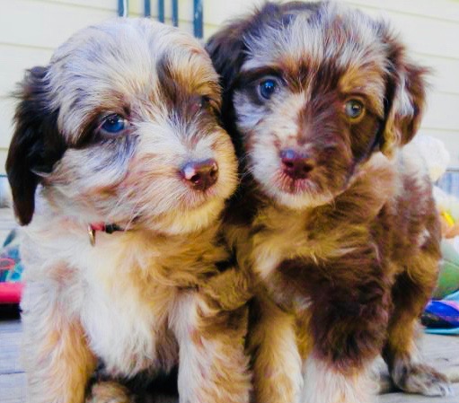 Aussiedoodle-Puppies-1-e1548862226710 2