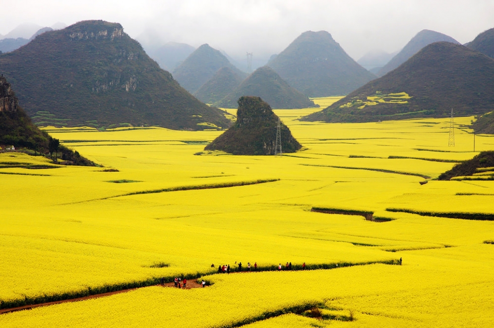 Canola-Fields-980x651