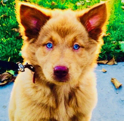 Chusky2-e1548852030992 2