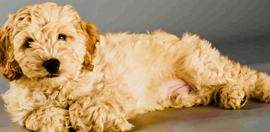Cockapoo-1024x555 2
