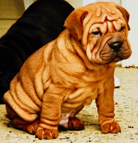 Cocker-Pei3 2
