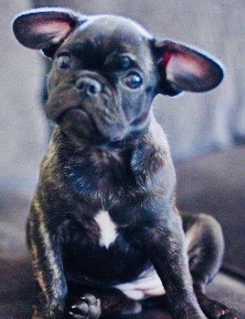 Frug2 2