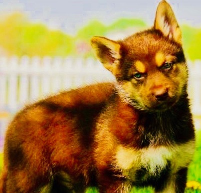 German-Shepherd-Chow-2-e1548852243792 2