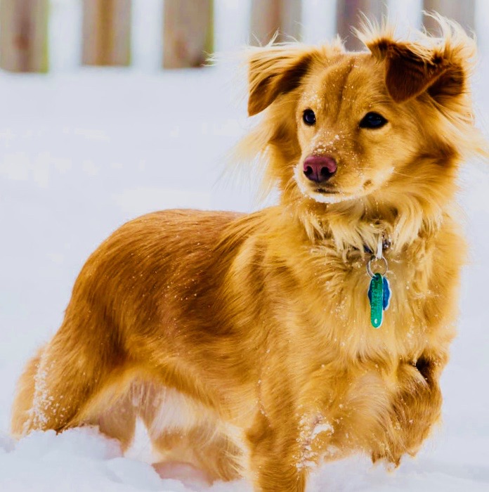Golden-dox 2
