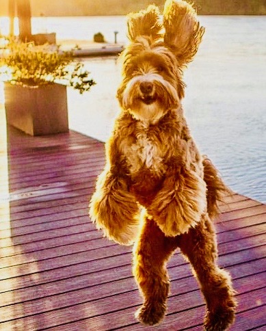 Goldendoodle-1 2