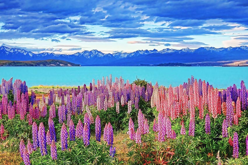 Lupins_Lake_Tekapo_New_Zealand_1