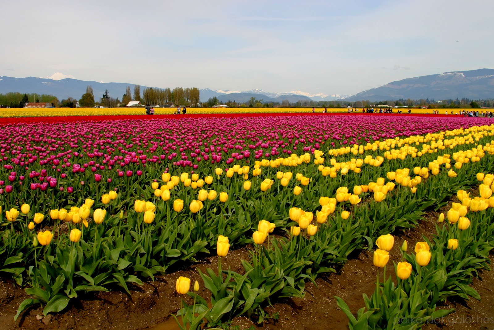 Skagit.Valley.Tulip.Fields.original.1614