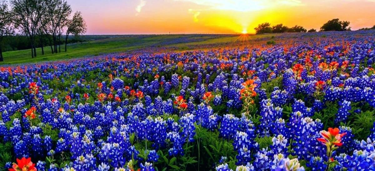 texas-hill-country-bluebonnets-bluebonnet-paintings