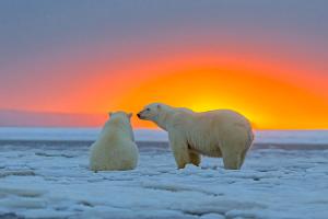 polar-bears-at-sunset-m-watson