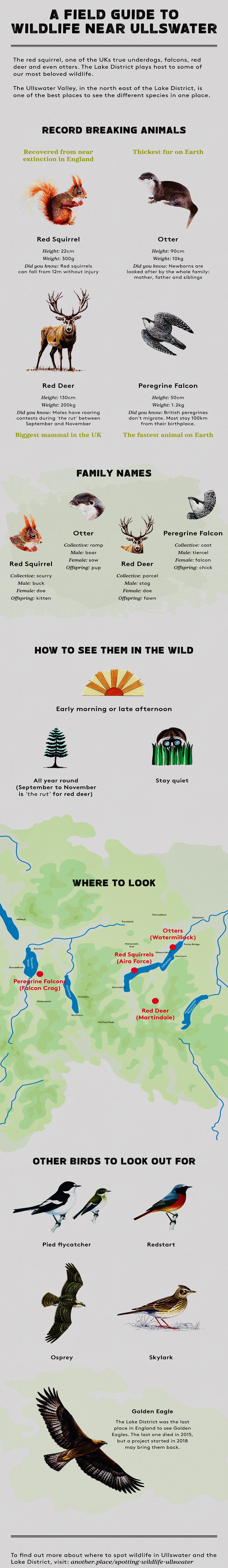 ANOTHER-PLACE-WILDLIFE-INFOGRAPHIC