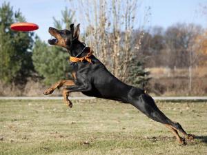 66f51c3f71eb49ddbd022bbadbd95ec4