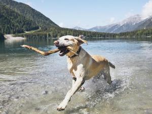 6c44287d7b4240ef9db91e97656dfd71