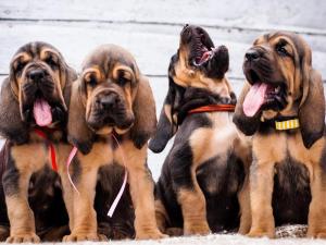 76f8d259d0ea4094851ba6685424523d