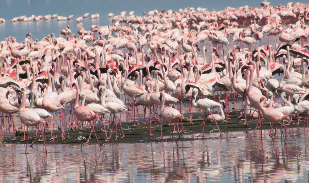 East-Africa_flamingos_Lake20100806_321-1180x700