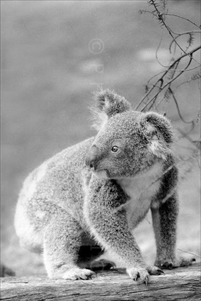 Koalas…