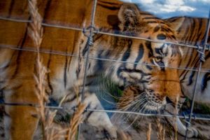Tiger-in-Cage-by-Steve-Winter-610x407